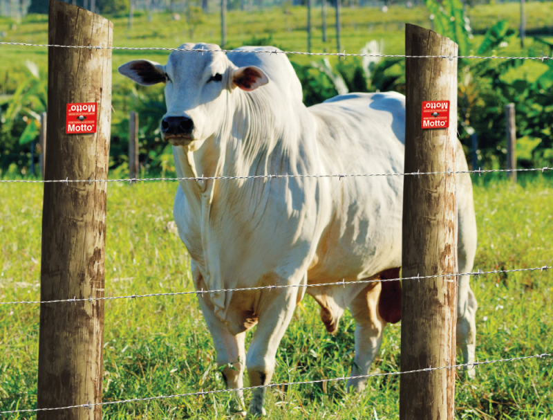 Arames com tripla camada de zinco proporcionam maior segurança para a propriedade rural, aponta especialista