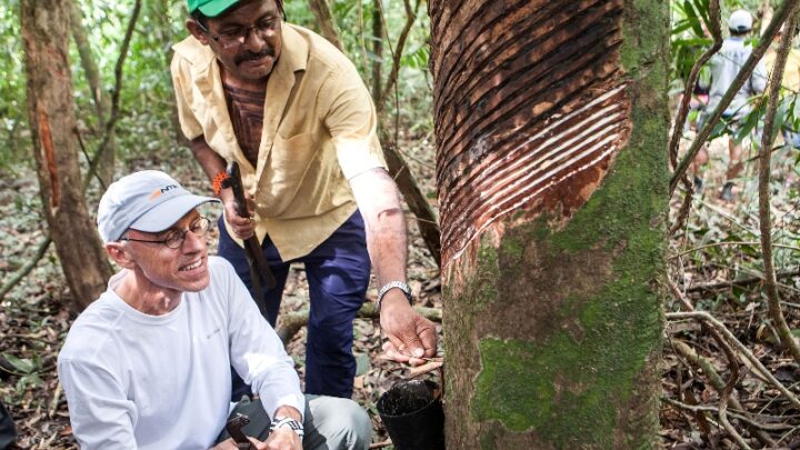 Projeto Borracha Nativa – Mercur alia responsabilidade ambiental e conhecimentos tradicionais da Amazônia