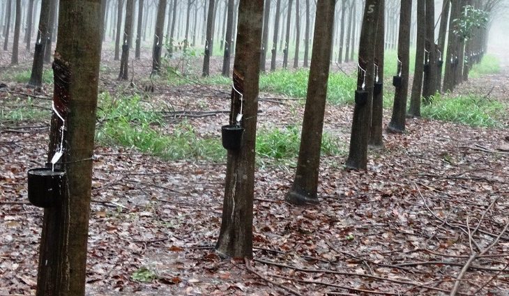 Sistemas produtivos baseados no desenvolvimento sustentável em suas várias frentes é destaque no MS no Campo desta semana