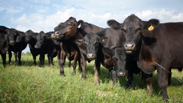 Tratamento rápido e certeiro contra infecções evitou perdas de até uma arroba por bovino ao mês, afirma pecuarista