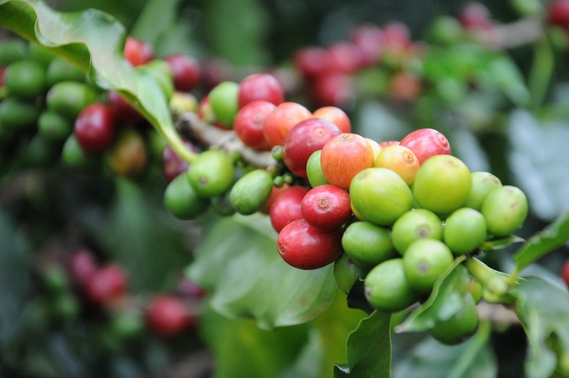 Embrapa e Epamig avaliam metodologia que permite o mapeamento automatizado de áreas de Café