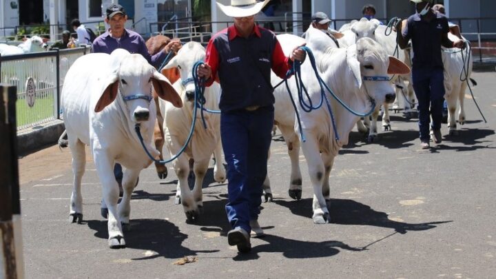 Competições da ExpoBrahman 2021 começam nesta quinta-feira