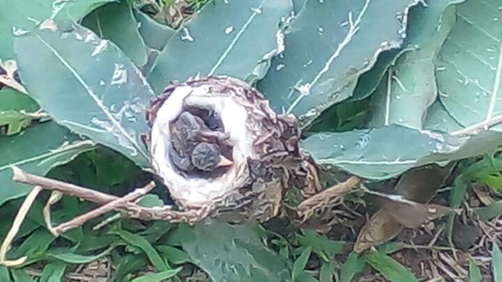 Polícia Militar Ambiental de Campo Grande recolhe ao CRAS filhotes de beija-flor que caíram com ninho durante ventania