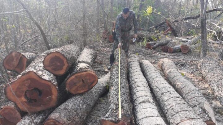 Polícia Militar Ambiental de Jardim autua assentado em R$ 16 mil por exploração ilegal de madeira e apreende 53 toras da espécie aroeira de alto valor econômico
