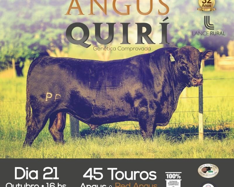 Quirí ofertará exemplares Angus com o Selo Seleção Qualidade de Carne