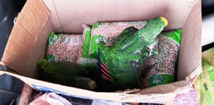 Polícia Militar Ambiental de Naviraí prende e autua paranaense em R$ 10 mil transportando filhotes de papagaios retirados ilegalmente dos ninhos e em situação de maus tratos