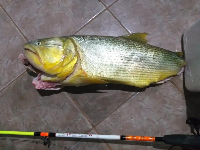 Polícia Militar Ambiental de Bela Vista prende e autua paranaense em R$ 5,1 mil por capturar e abater dourado que está com pesca proibida