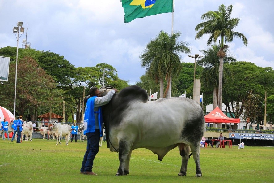 Expositores fazem repeteco nas competições de Pista e Campo da 17ª ExpoBrahman