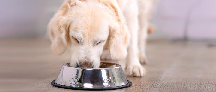 Dia Mundial de Combate à Diabetes: saiba como a doença pode afetar os pets