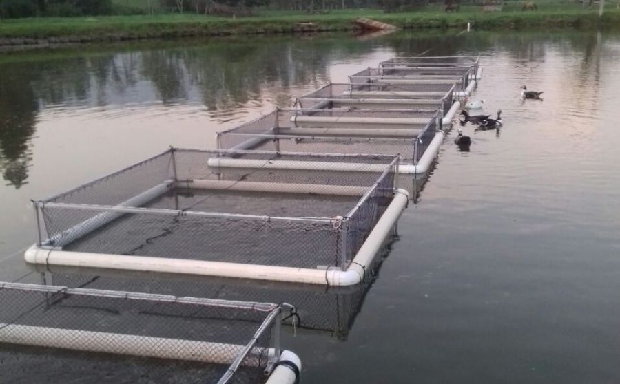 Passo a passo, a aquicultura nacional vai se organizando