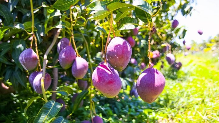 Uso de bioinsumos impede perdas na produção de frutas devido à crise hídrica