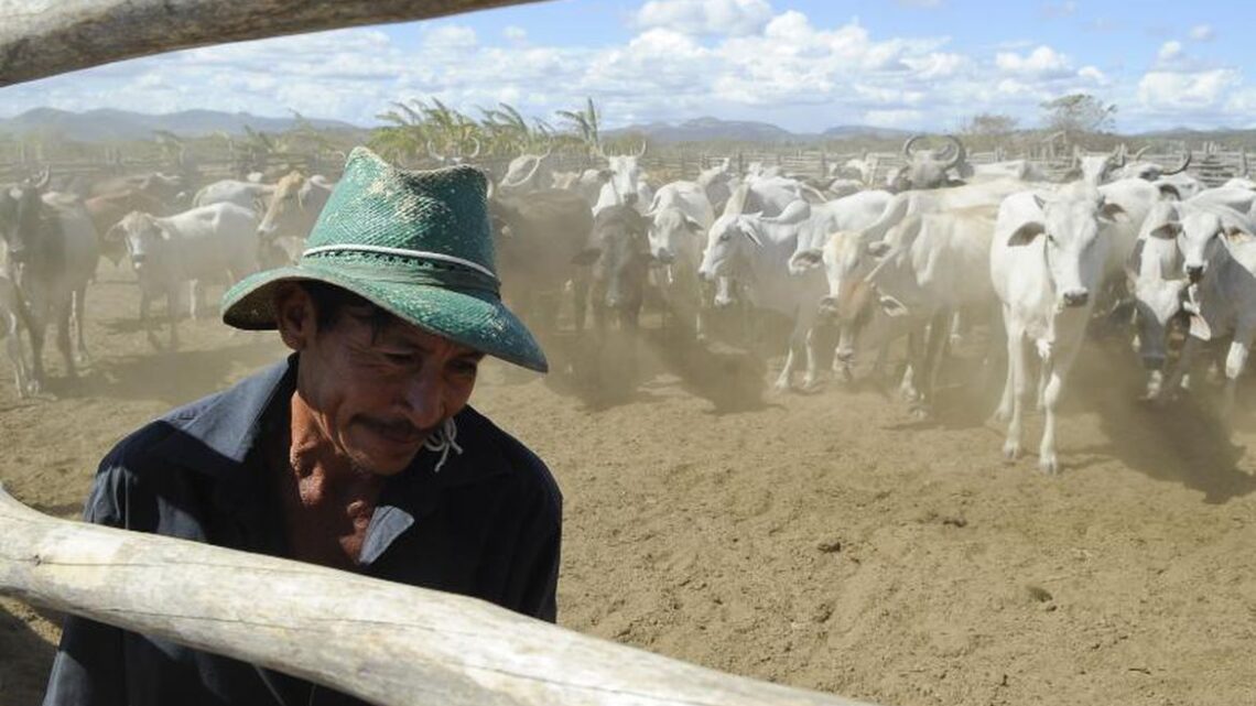 Brasil inicia 2ª etapa da campanha de vacinação contra febre aftosa