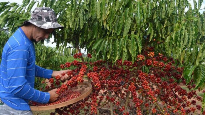 Vietnã produz 29,7 milhões de sacas de café robusta que equivalem a 38,5% da safra mundial dessa espécie