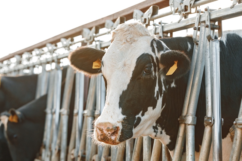 Vaca com CCS alta e cultura microbiológica do leite negativa: tem caroço nesse angu