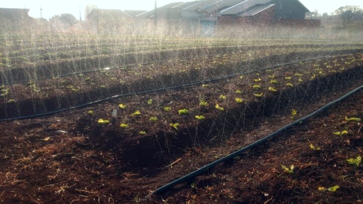 Com irrigação, produtor familiar de Goiás alavanca o cultivo de hortaliças na cidade