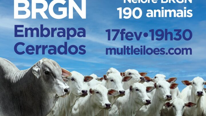 É hoje! Leilão Nelore BRGN Embrapa Cerrados nesta quinta-feira, a partir das 19h30, no site https://multleiloes.com/