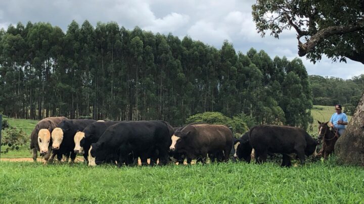 Casa Branca, Fazenda São Marco e CMF ofertam 150 Matrizes e Reprodutores em 19 de março