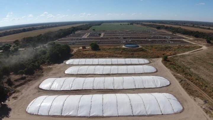 Já é hora de começar a planejar a alimentação do gado no inverno