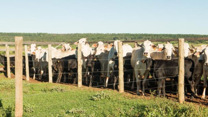 Projeto de cria intensiva garante 1.050 quilos de bezerro Angus por hectare