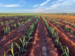 Complexo nutricional de base orgânica é o mais novo aliado dos agricultores