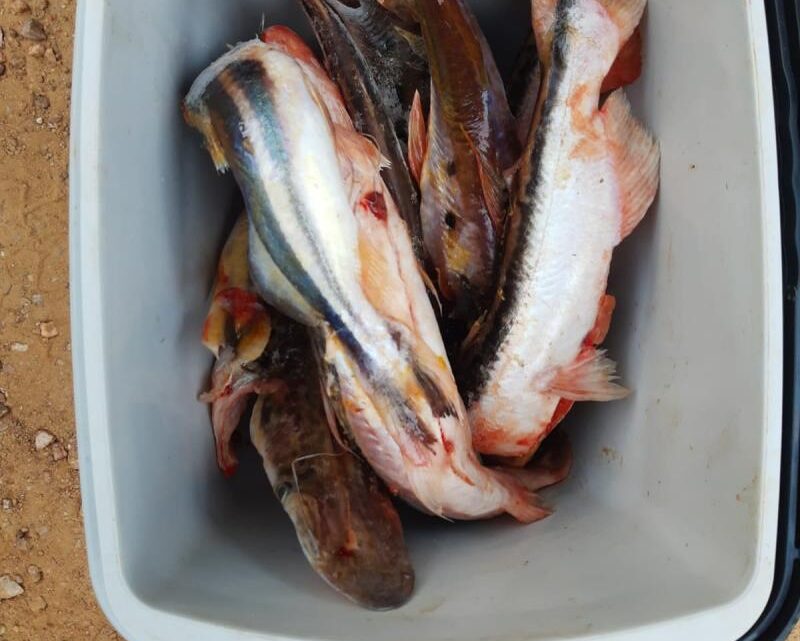 PMA do Distrito de Águas do Miranda prende e autua empresária Campo-grandense com pescado acima da cota permitida e apreende pescado e veículo