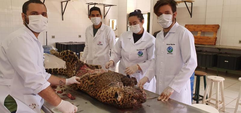 PMA e UCDB ministram curso de taxidermia de animais silvestres para policiais, alunos de biologia e medicina veterinária e alguns animais irão para o Bioparque Pantanal