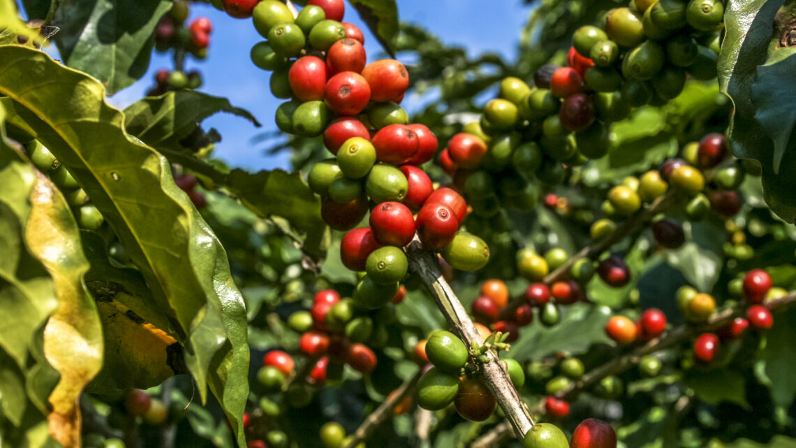 Faturamento bruto da cafeicultura de Minas Gerais foi estimado em R$ 34 bilhões e equivale a 54% do total das lavouras dos Cafés do Brasil em 2022