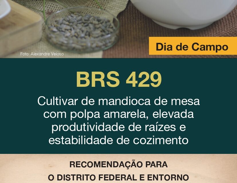 Recomendação de uso da mandioca de mesa BRS 429 para o DF e Entorno será lançada dia 17 em Novo Gama (GO)