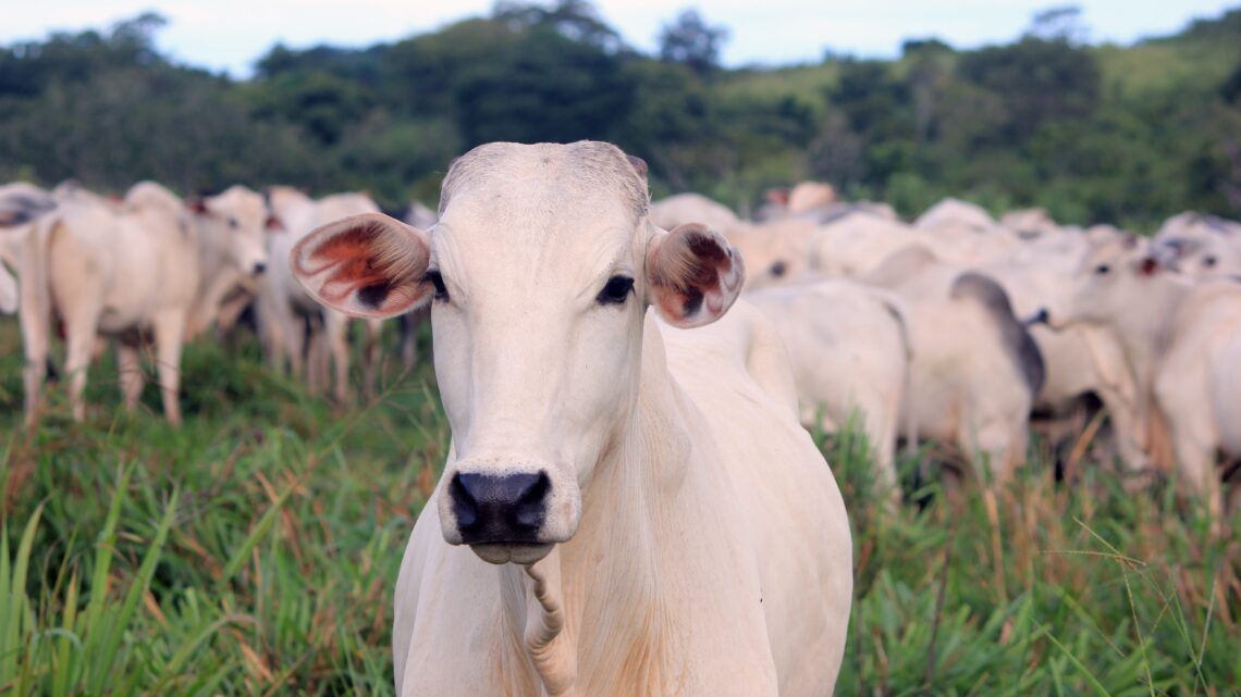 Intensificação das chuvas acelera surgimento de infecções em bovinos de corte