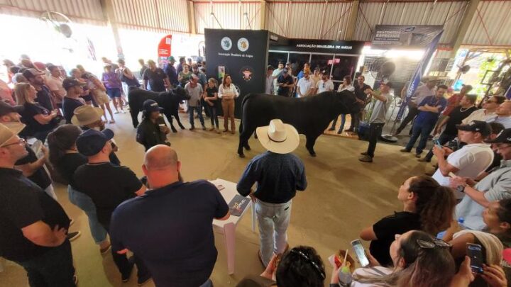 Angus expõe qualidades da raça e da carne certificada no Show Rural Coopavel