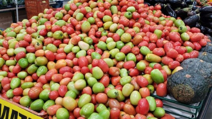 No dia do tomate, conheça as variedades, curiosidades e benefícios para a saúde