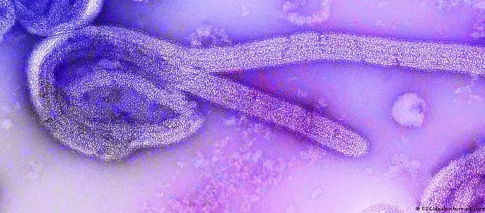 OMS confirma surto do vírus de Marburg, um dos mais letais do mundo