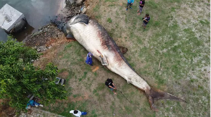 Registro raro mostra maior peixe do mundo sendo encontrado morto no ES; vídeo