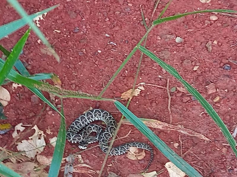 Polícia Militar Ambiental de Jardim captura serpente peçonhenta da espécie urutu-cruzeiro em residência