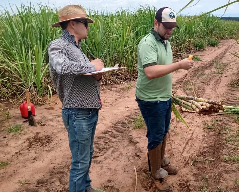 Com adubação biológica produtor alcança produtividade acima da média nacional em ambiente restritivo