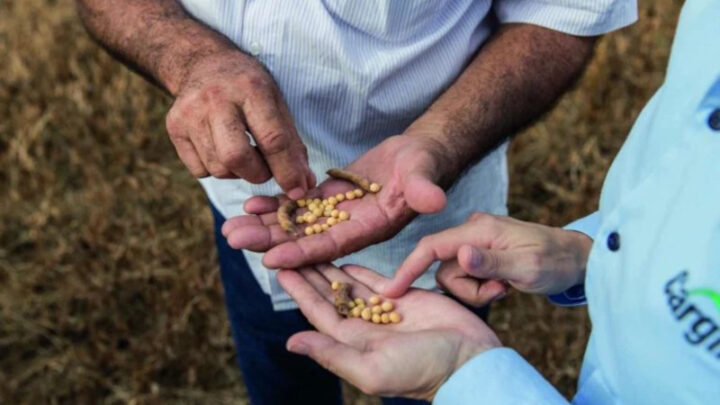 Novo programa da Cargill oferece capacitação para sucessores do agronegócio