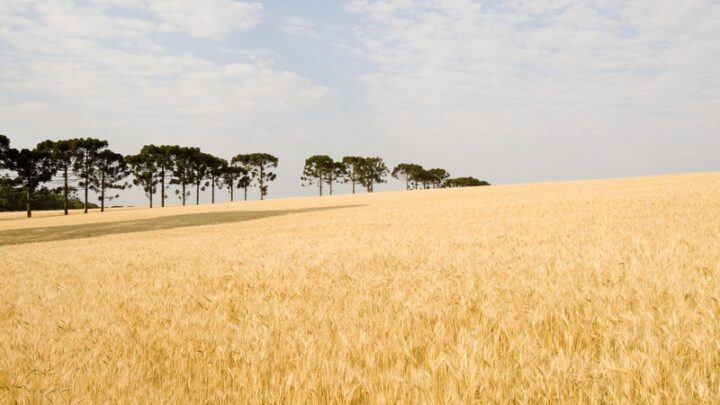 Com forte influência do El Niño no Sul, produtores de culturas de inverno devem estar mais atentos à janela de aplicação de defensivos