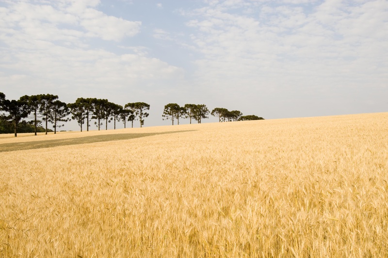 Com forte influência do El Niño no Sul, produtores de culturas de inverno devem estar mais atentos à janela de aplicação de defensivos