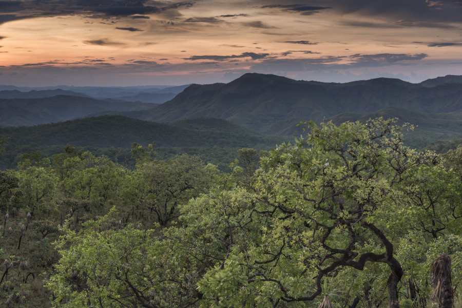 Especialistas comentam causas e consequências do aumento do desmatamento no Cerrado