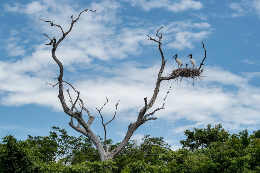 Resolução do Conama pode frear degradação do Pantanal