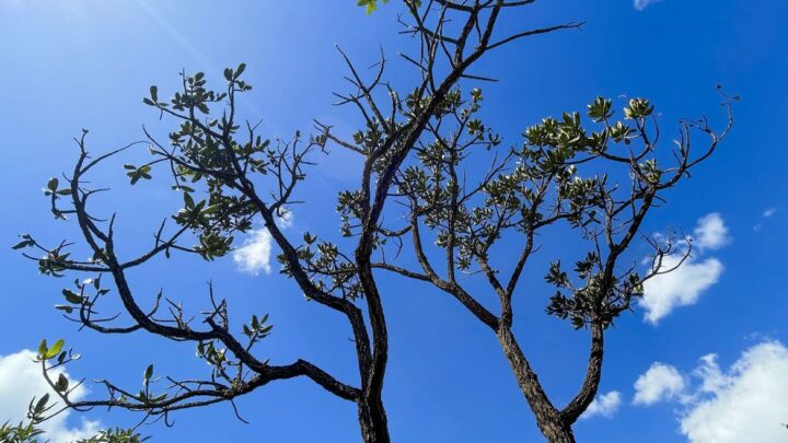 Alertas de desmatamento batem recorde no Cerrado