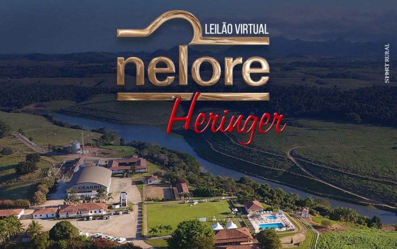 Nelore Heringer oferta mais de 1.300 animais em leilão virtual