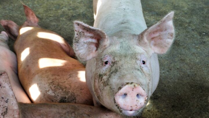 Isenção fiscal para produção de suínos e derivados deve fortalecer cadeira produtiva em Rondônia