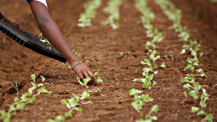 Nova Lei sancionada estimula o empreendedorismo de jovens do campo