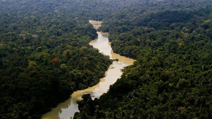 Alertas de desmatamento na Amazônia caem 66% em agosto