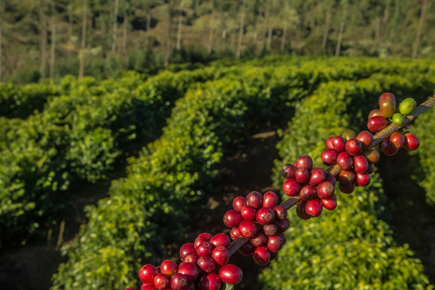 Exportação dos Cafés do Brasil atinge 30,62 milhões de sacas com receita cambial de US$ 6,4 bilhões em dez meses