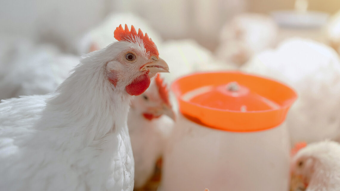 Phibro Saúde Animal debate o controle da coccidiose avícola em Simpósio da FACTA, no PR 