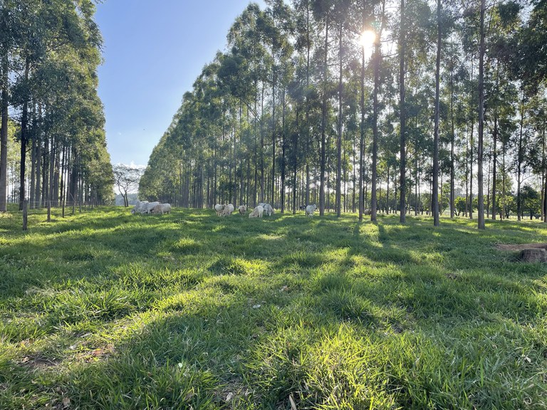 Câmara Temática de Agrocarbono Sustentável começa em março