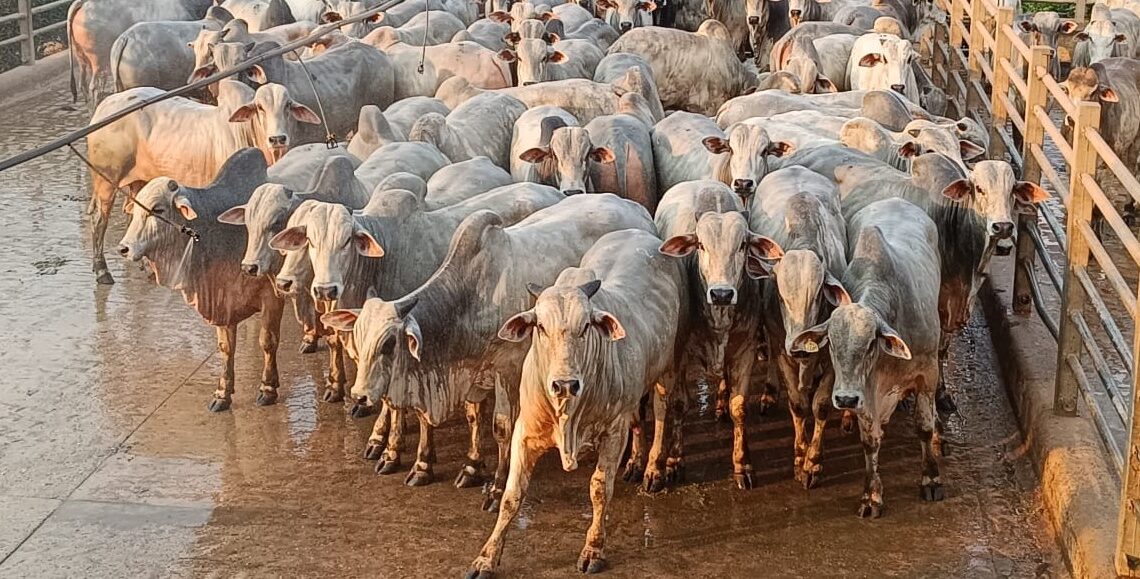 Santana do Araguaia (PA) avalia mais de 400 animais na 27ª etapa nacional do Circuito Nelore de Qualidade 2023 