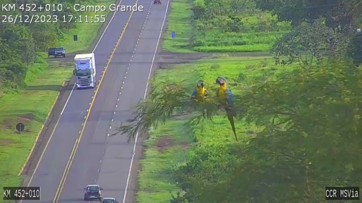 Araras-canindé são flagradas por câmeras da CCR MSVia em momento fofo na BR-163/MS